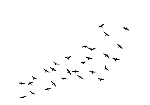 A flock of birds in silhouette flying across a white background, isolated on transparent background