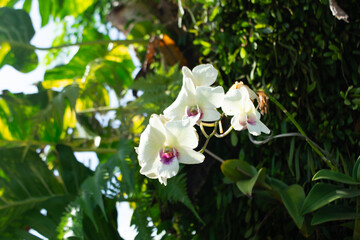 White orchid flowers