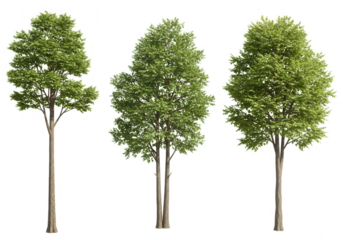 Three green trees isolated on transparent background