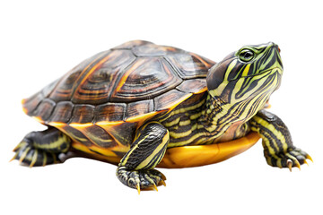 Obraz premium Red Eared Slider Turtle with Yellow and Green Stripes on its Head and Legs isolated on a transparent background