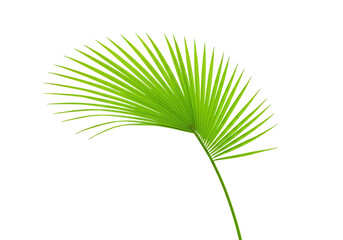 A vibrant green palm leaf, a tropical botanical element, isolated on transparent background
