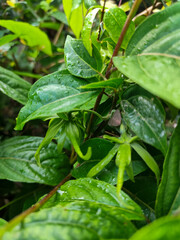 Memories for the name of the Ylang-ylang flower, the yellow flower petals smell good, look fresh after the rain. Close up of Dwarf Ylang-Ylang flower.