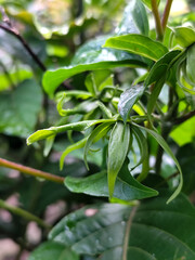 Memories for the name of the Ylang-ylang flower, the yellow flower petals smell good, look fresh after the rain. Close up of Dwarf Ylang-Ylang flower.