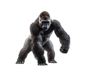 A powerful silverback gorilla stands in a dynamic pose. showcasing its strength and muscular build against a plain white background. making it ideal for wildlife and nature-themed projects