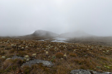 paramo highland ecosystem with foggy mountains and beautiful lake surrounded of espeletia plants