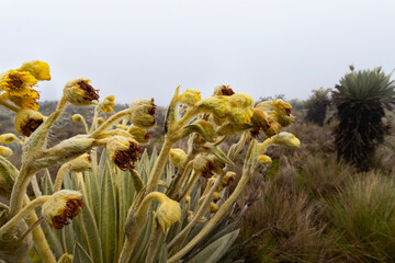 yellow espeletia plant flowers with paramo ecosystem at background