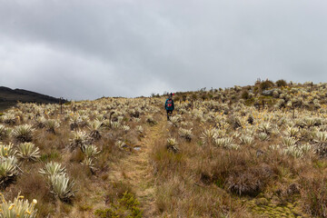adventurers doing trekking in middle of colombian paramo ecosystem surrounded of an endemic plant knowed as frailejon