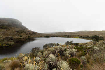 colombian paramo ecosystem with frailejones plants and a highland lake in cloudy day