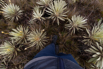 a person feet surrounded of a green frailejones plants