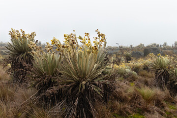 three big frailejones plant with yellow flowers in middle of paramo landscape in south america