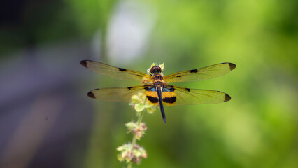 Dragonfly on a flower in the garden, macro photography of insect