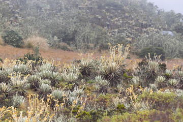 frailejones plants in paramo ecosystem with mist and mountains