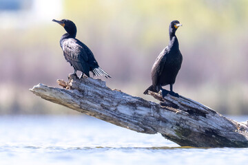 Wild double-crested cormorant in a state park in Colorado.