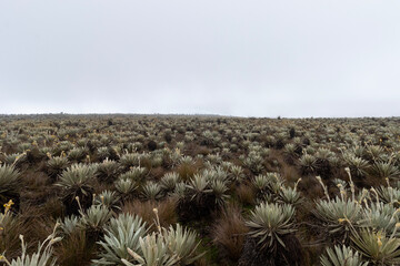 colombian sumapaz paramo frailejon plants wood landscape with grey cloud sky