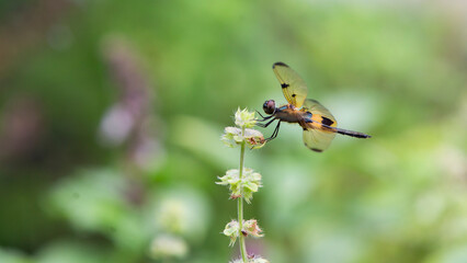 Dragonfly on a flower in the garden, macro photography of insect