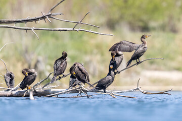 Wild double-crested cormorant in a state park in Colorado.