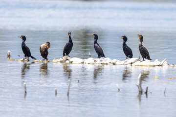 Wild double-crested cormorant in a state park in Colorado.