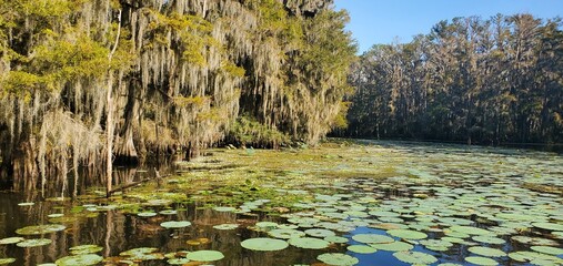Lily pads and cypress trees with spanish moss at caddo lake, Texas