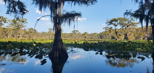 Scenic view of Caddo Lake with Bald Cypress trees and Reflections in Texas