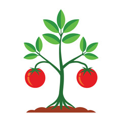 Vibrant green tomato plant with two ripe red tomatoes growing from its sturdy stalk in rich brown soil