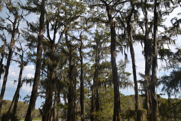 Cypress Tree Draped in Spanish Moss