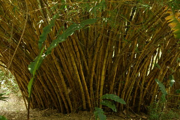Bamboo