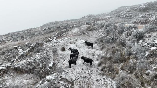 VACAS
