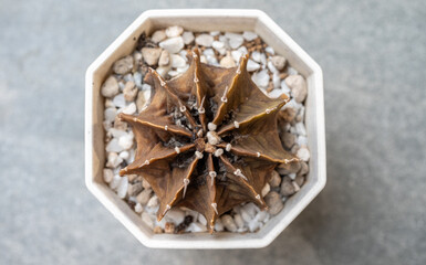 A pot of rotten Gymnocalycium cactus. Cactus rot is one of the main causes of cactus death from...
