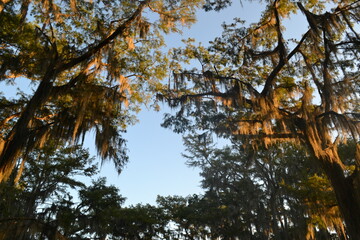 Majestic Cypress Crowns Covered with Hanging Spanish Moss