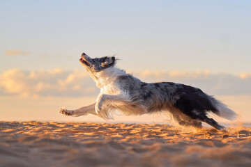 A Border Collie chases a frisbee across the sandy beach with determination during sunset. The dog's...