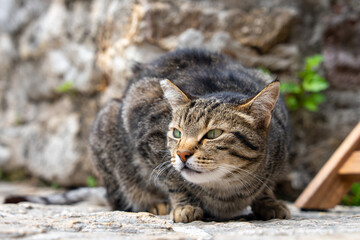 A curious tabby cat sits attentively on a stone pavement with a blurred rock wall background, showcasing its natural beauty in an outdoor setting.