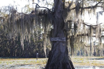 Majestic bald cypress tree in a swamp with hanging spanish moss and the God sentence, Caddo Lake, Texas