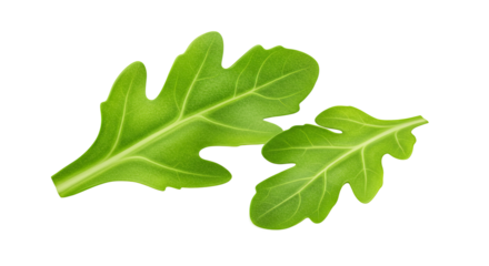Fresh arugula leaves display vibrant green hues against a dark background