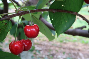 cherries on the tree, green leaves