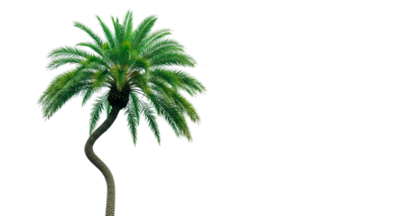A solitary palm tree stands out with vivid green fronds against a black backdrop.