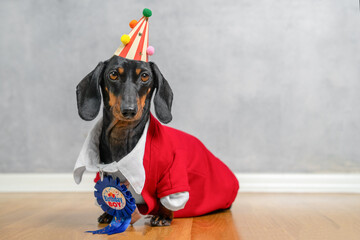 Cute dachshund dressed in festive birthday outfit, wearing a colorful party hat and badge, ready to celebrate. perfect for pet celebrations and joyful occasions.
