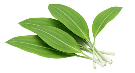 Fresh green leaves of wild garlic or ramson plants with visible stems close up