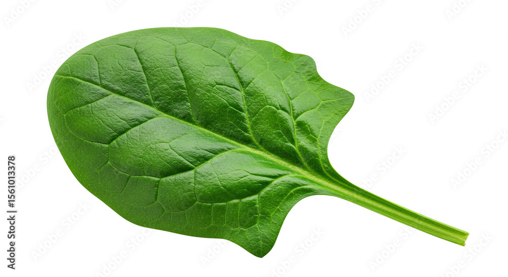 Poster fresh green spinach leaf close-up highlighting its vibrant color and texture