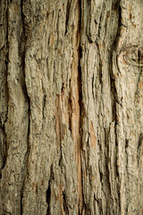 Tree Bark 