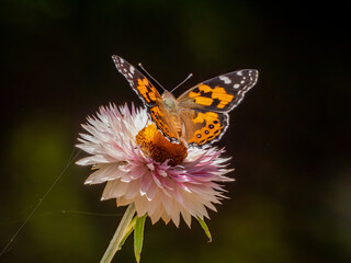 A Painted lady Butterfly with wings open on a delicate pink daisy with a dark background from a...