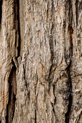 Tree Bark 