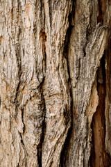 Tree Bark 