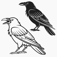 Black and white crows raven bird