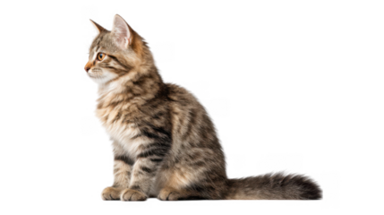 A fluffy tabby kitten sits gracefully in profile against a clean white background. showcasing its playful demeanor and soft fur. ideal for pet-related content and marketing