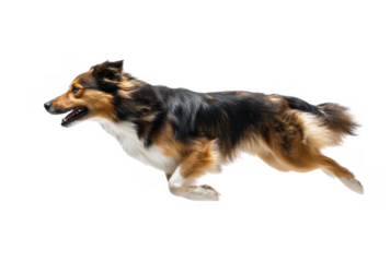 A lively dog joyfully running across a bright. white background. showcasing its agility and energy. perfect for illustrating themes of freedom and playfulness in pet-related content