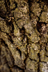 Oak Tree Bark Textures 