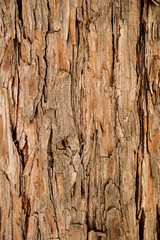 Tree Bark 