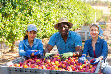 Portrait of three hardworking farmers squatting in a fruit nursery with buckets full of ripe plums,...