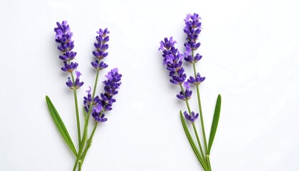 Naklejka premium Lavender Sprigs Fresh Purple Blooms on Clean White Background with Herbal Beauty.