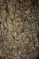 Oak Tree Texture 